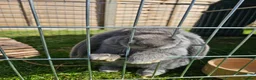 French Lop rabbits for sale: Gorgeous French lop Buck 💙🐰 - Advert 5