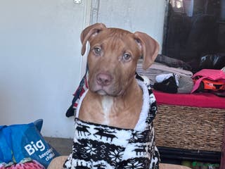 Mixed Breed dogs puppy for sale!! looking for his forever home!!! - Advert 6