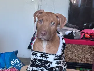 Mixed Breed dogs puppy for sale!! looking for his forever home!!! - Advert 19