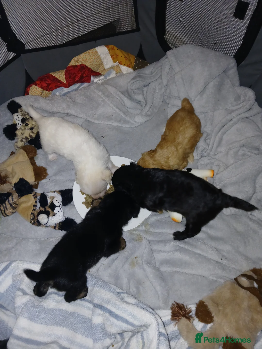 Jackapoo dogs for sale: 🌈 Gorgeous Rainbow Jackapoo Puppies in Newcastle upon Tyne - Advert 3