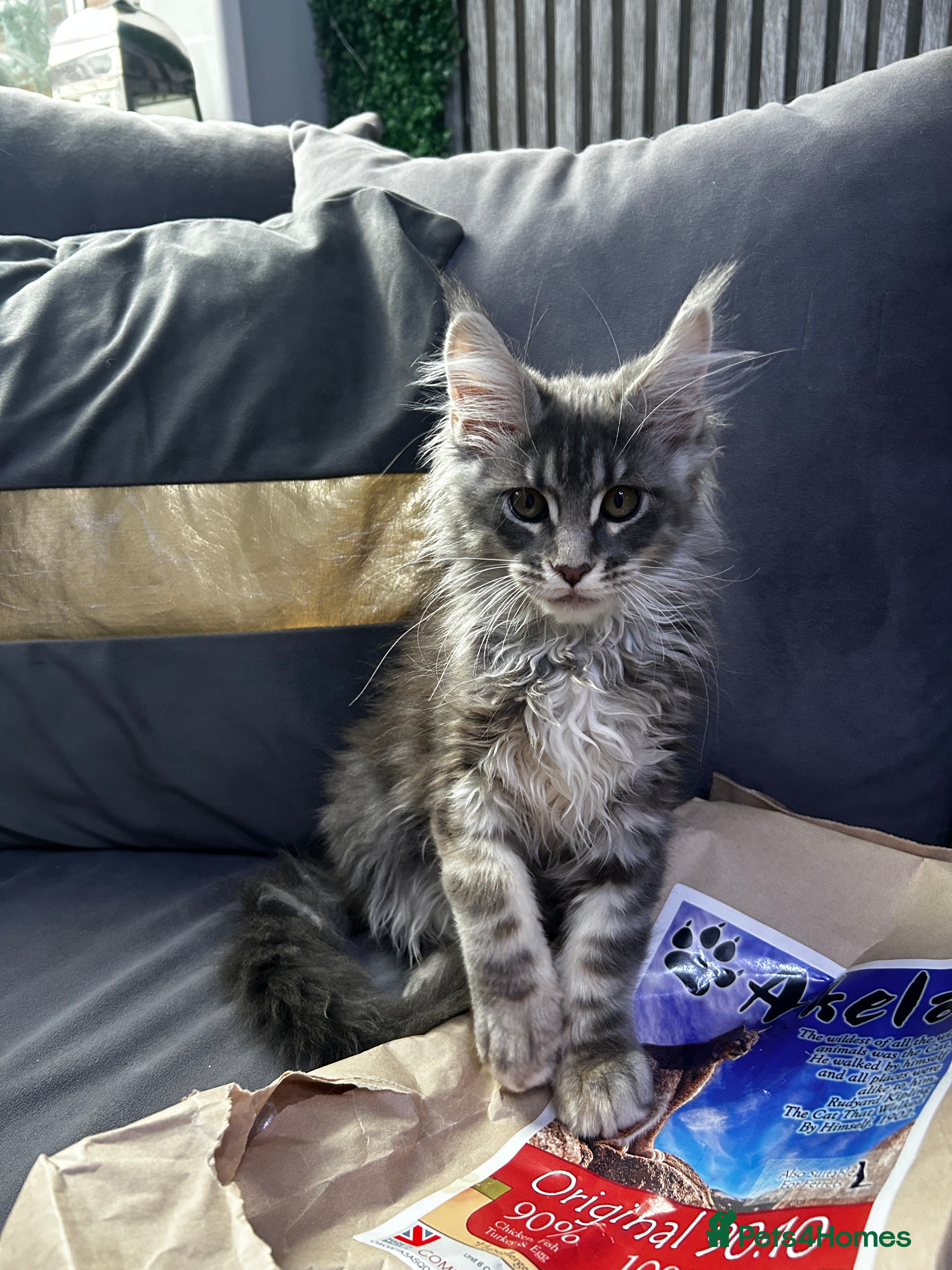 Maine Coon cats Maine Coon - Advert 4