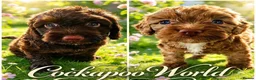 Cockapoo dogs for sale: DNA CLEAR, Stunning Cockapoos, Ready 30th October - Advert 1
