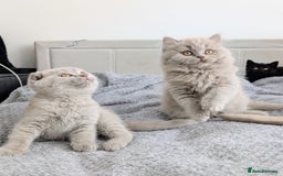 Scottish Fold cats for sale: Scottish fold kittens are looking for family🥰 - Advert 7