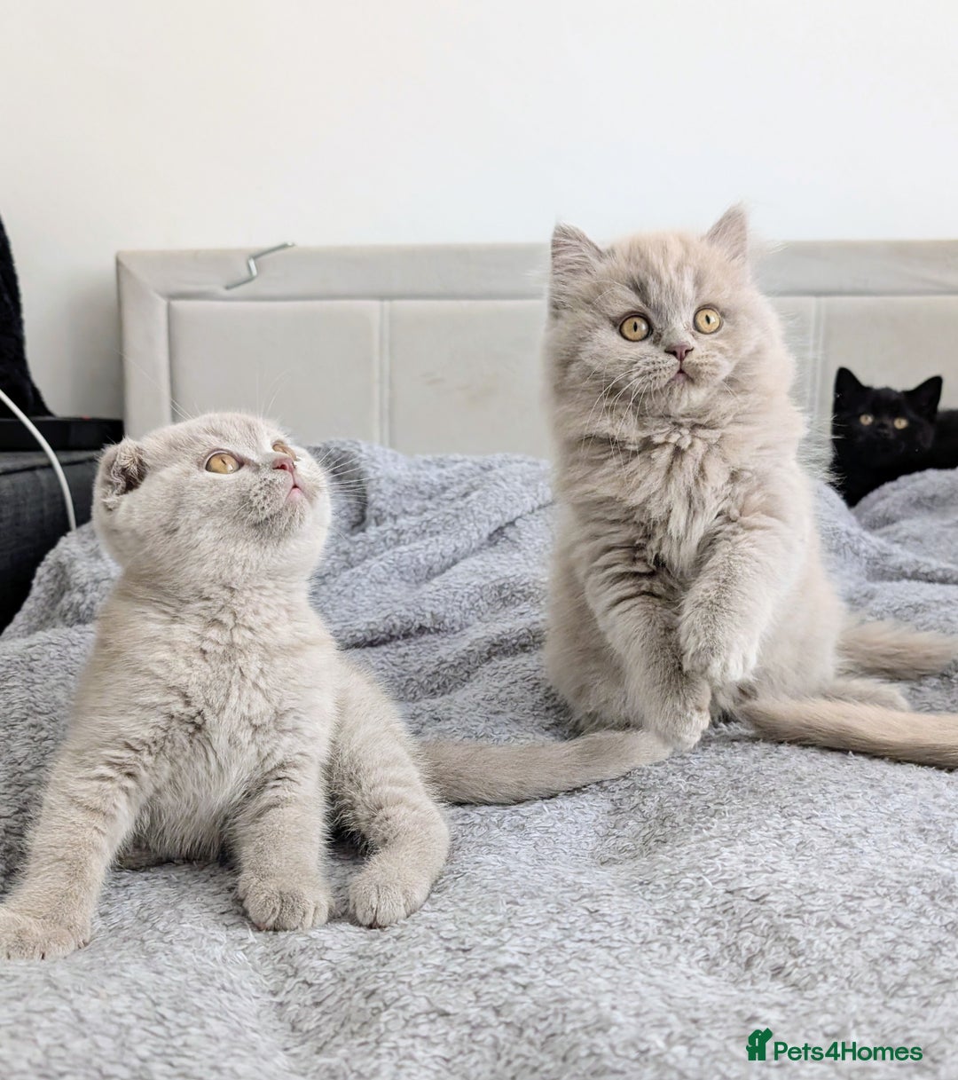 Scottish Fold cats for sale: Scottish fold kittens are looking for family🥰 - Advert 7