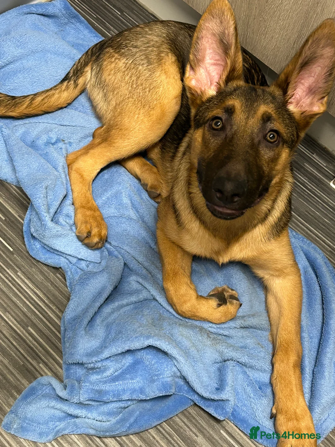 Mixed Breed dogs for sale: 6 month old German shepherd/cross  - Advert 7