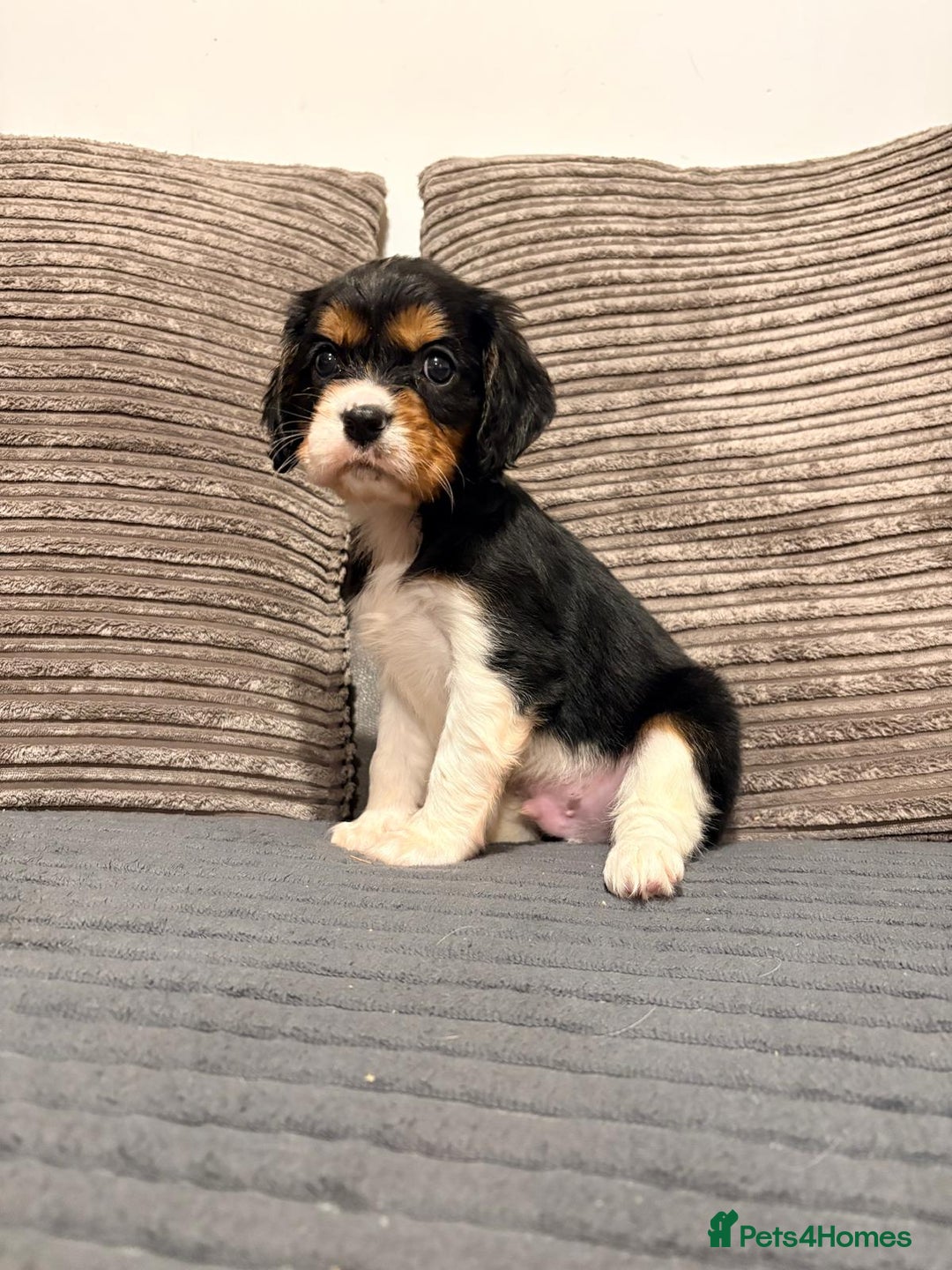 Cavalier King Charles Spaniel dogs for sale: Chocolate carriers kc  - Advert 10