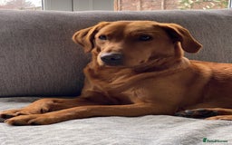 Labrador Retriever dogs for sale: Sweet❤️heart Labrador pups arriving soon! - Image 1