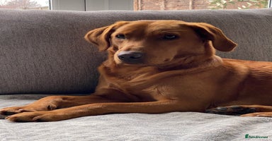 Labrador Retriever dogs - Advert 8