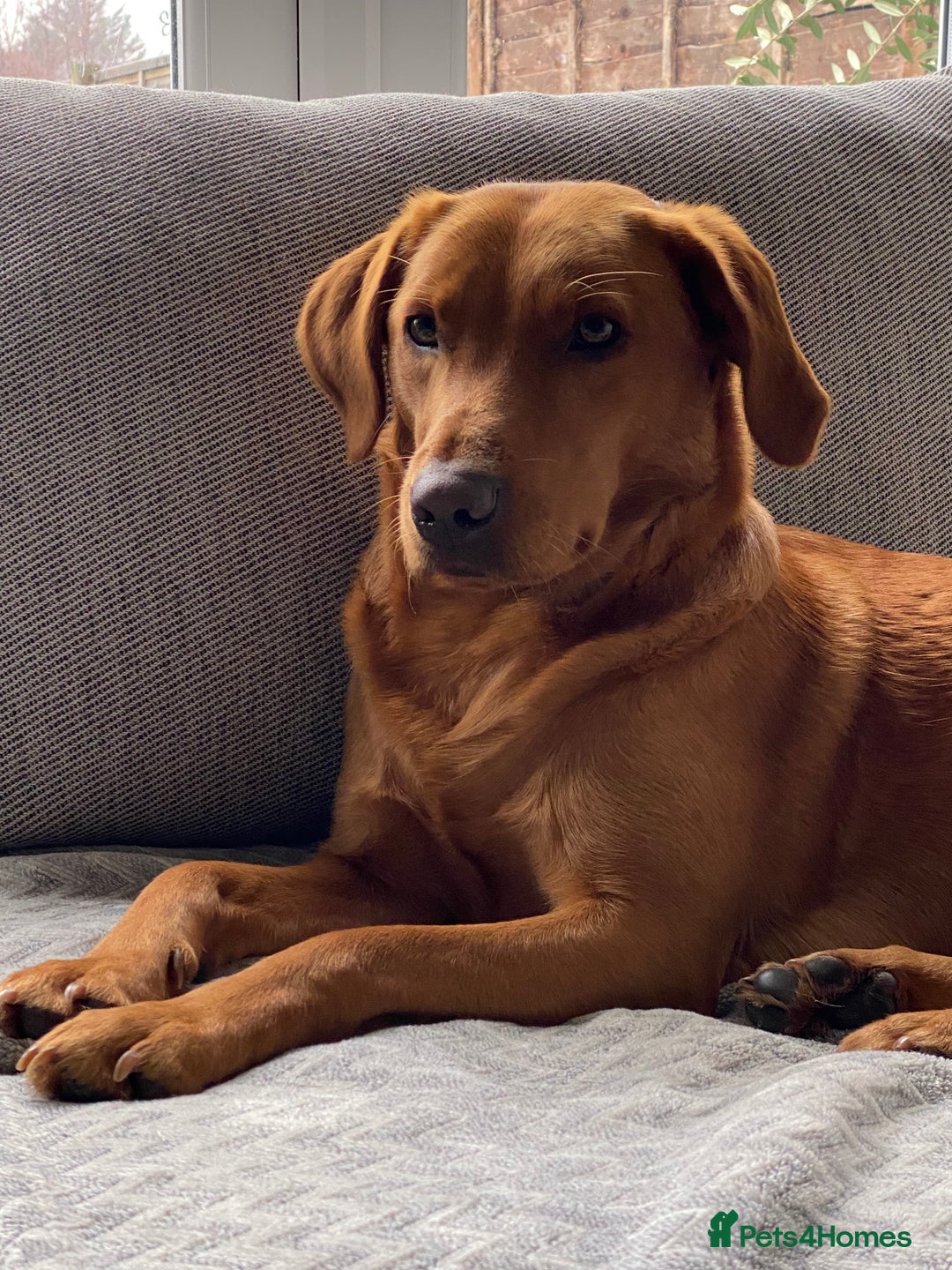 Labrador Retriever dogs for sale: Sweet❤️heart Labrador pups arriving soon! - Image 1