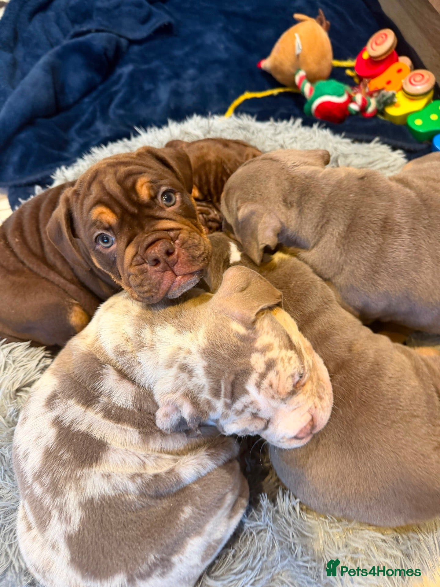 Olde English Bulldogge dogs Old English bulldogs  - Advert 2