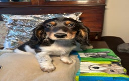 Dachshund dogs for sale: Unique long-haired dachshund puppies - Image 1
