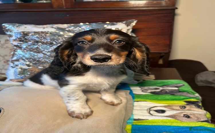 Dachshund dogs - Advert 4