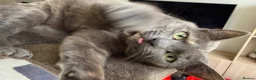 Mixed Breed cats for sale: Beautiful 19 month old grey  in Newark - Advert 1