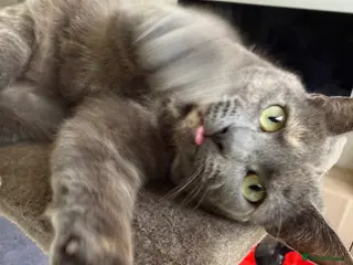 Mixed Breed cats Beautiful 19 month old grey - Advert 2