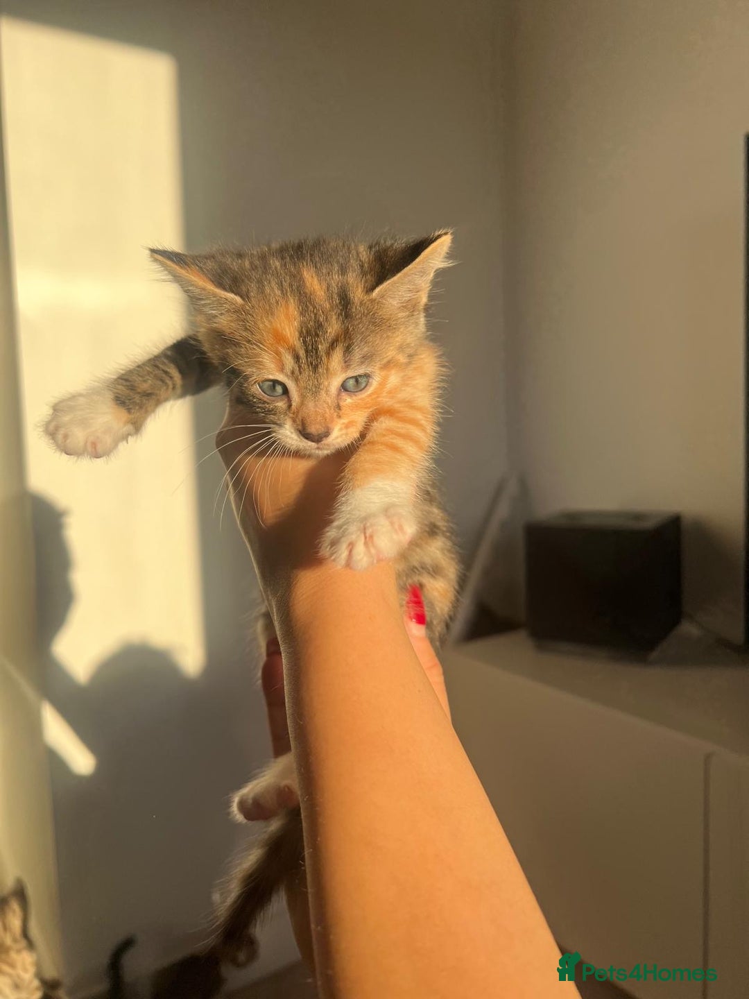 Bengal cats for sale: Beautiful Half Bengal Kittens - Advert 23