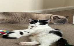 Mixed Breed cats for sale: White and black kittens - Image 11