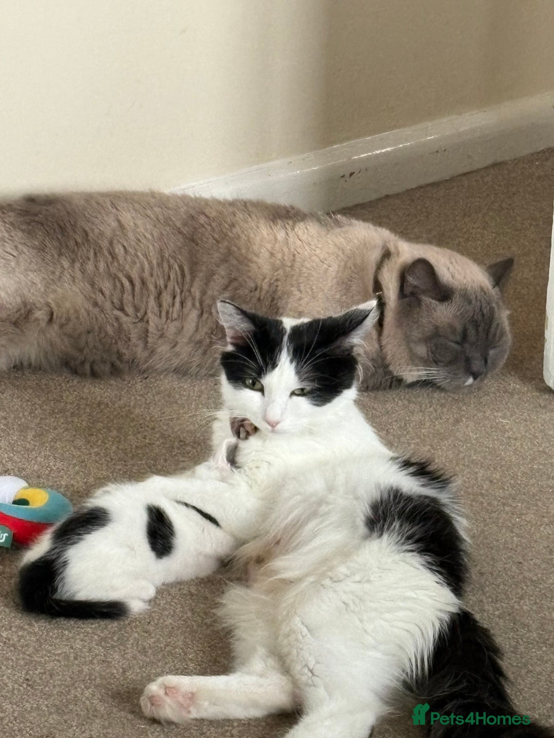 Mixed Breed cats for sale: White and black kittens - Image 11