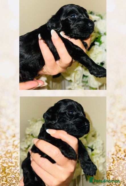 Cockapoo dogs F1B cockapoos - Advert 11