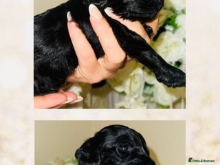 Cockapoo dogs F1B cockapoos - Advert 4