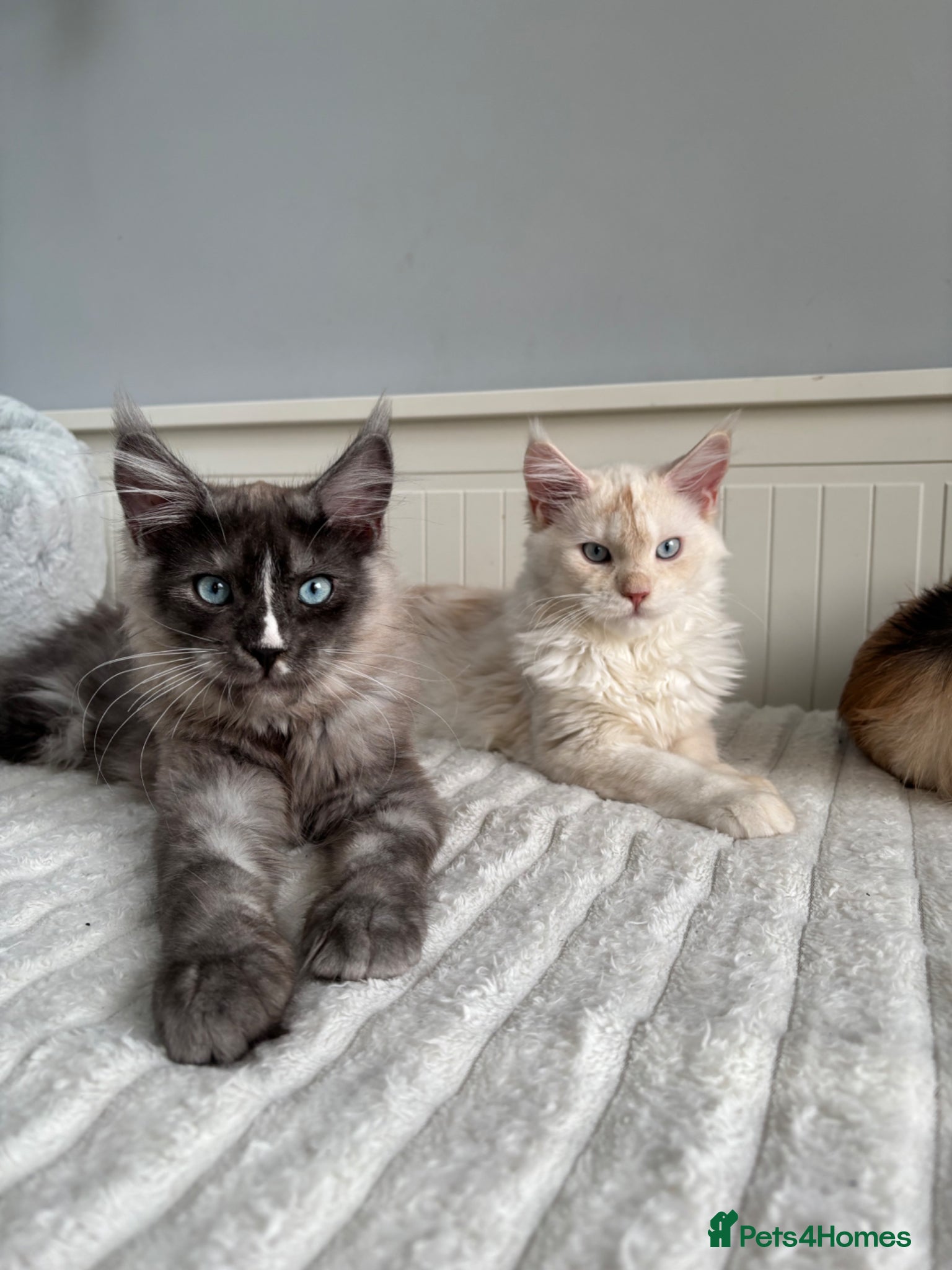 Maine Coon cats Cute Maine coon 2 boys & girl Blue eyes  - Advert 10