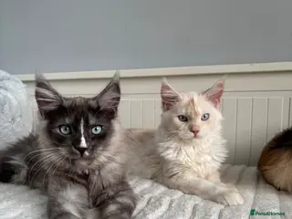 Maine Coon cats Cute Maine coon 2 boys & girl Blue eyes - Advert 10