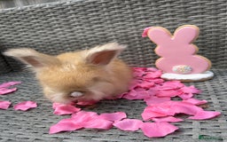 Angora rabbits for sale: 🩷  💙 Full Faced English Angora Babies  in Maidstone - Image 13