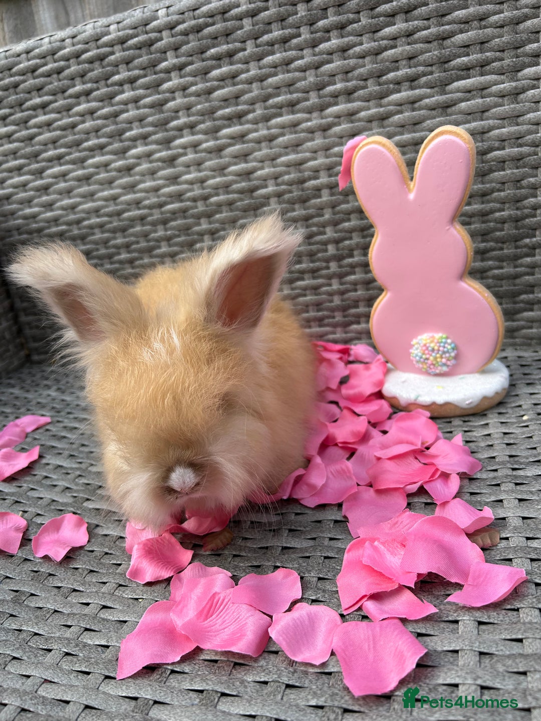 Angora rabbits for sale: 🩷  💙 Full Faced English Angora Babies  in Maidstone - Image 13