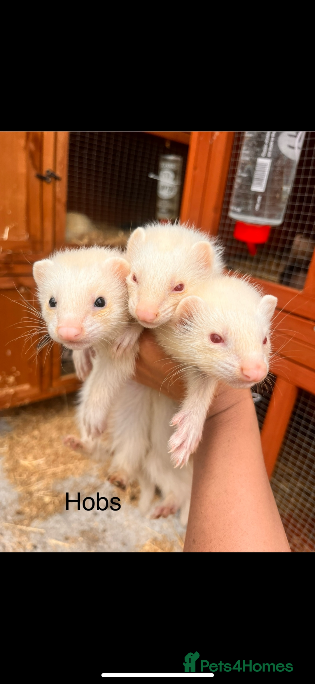 Ferret rodents for sale: Ferret Kits - Image 2