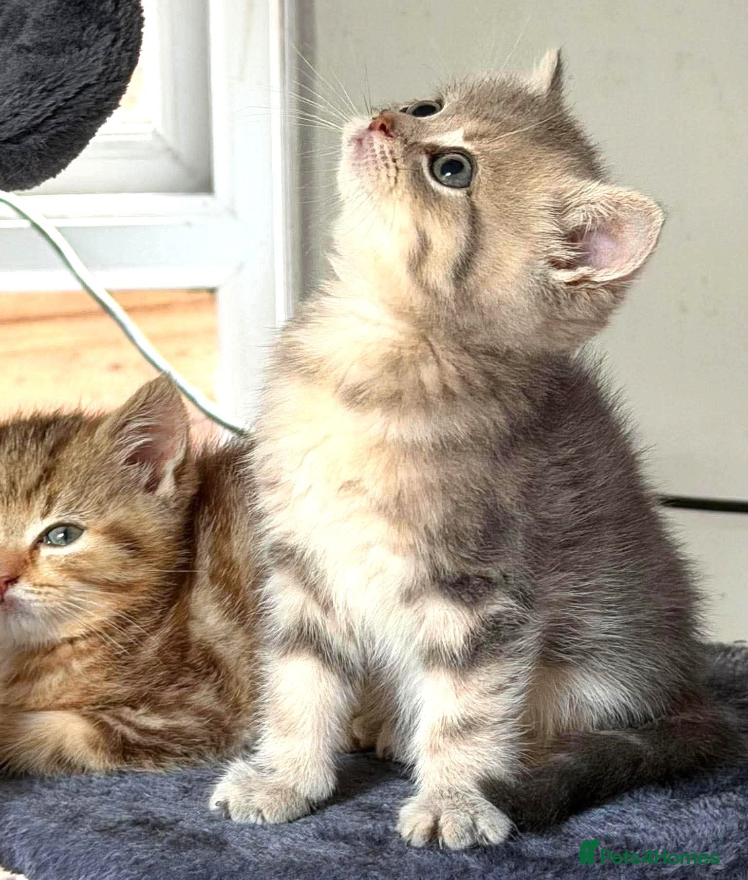 British Shorthair cats Gorgeous Lilac Golden & Blue Golden kittens - Advert 2