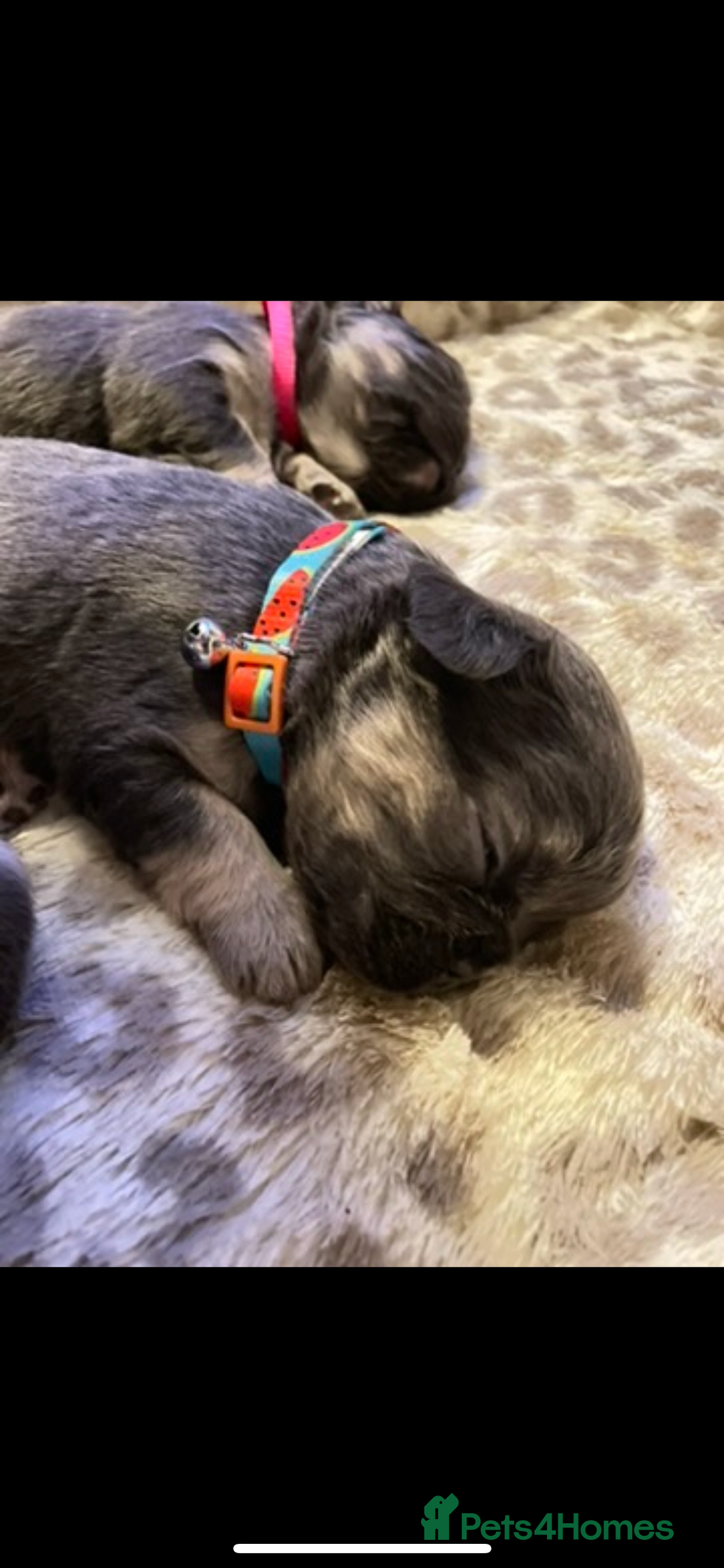 French Bulldog dogs for sale: Visual Fluffy Compact French Bulldogs 🩷🐶🐾 - Advert 31