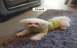 Zuchon dogs for sale: Female  - Image 3