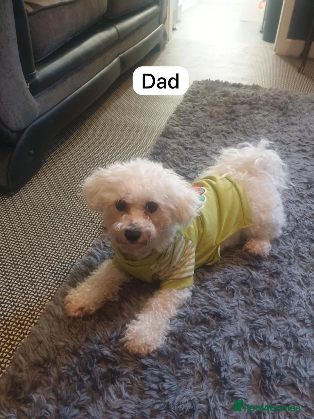 Zuchon dogs for sale: Female  - Image 3