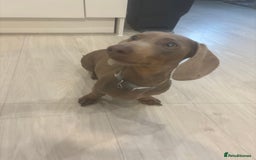 Miniature Dachshund dogs for sale: Loving 8 month boy Isabella KC Reg Mini Dachshund - Image 10