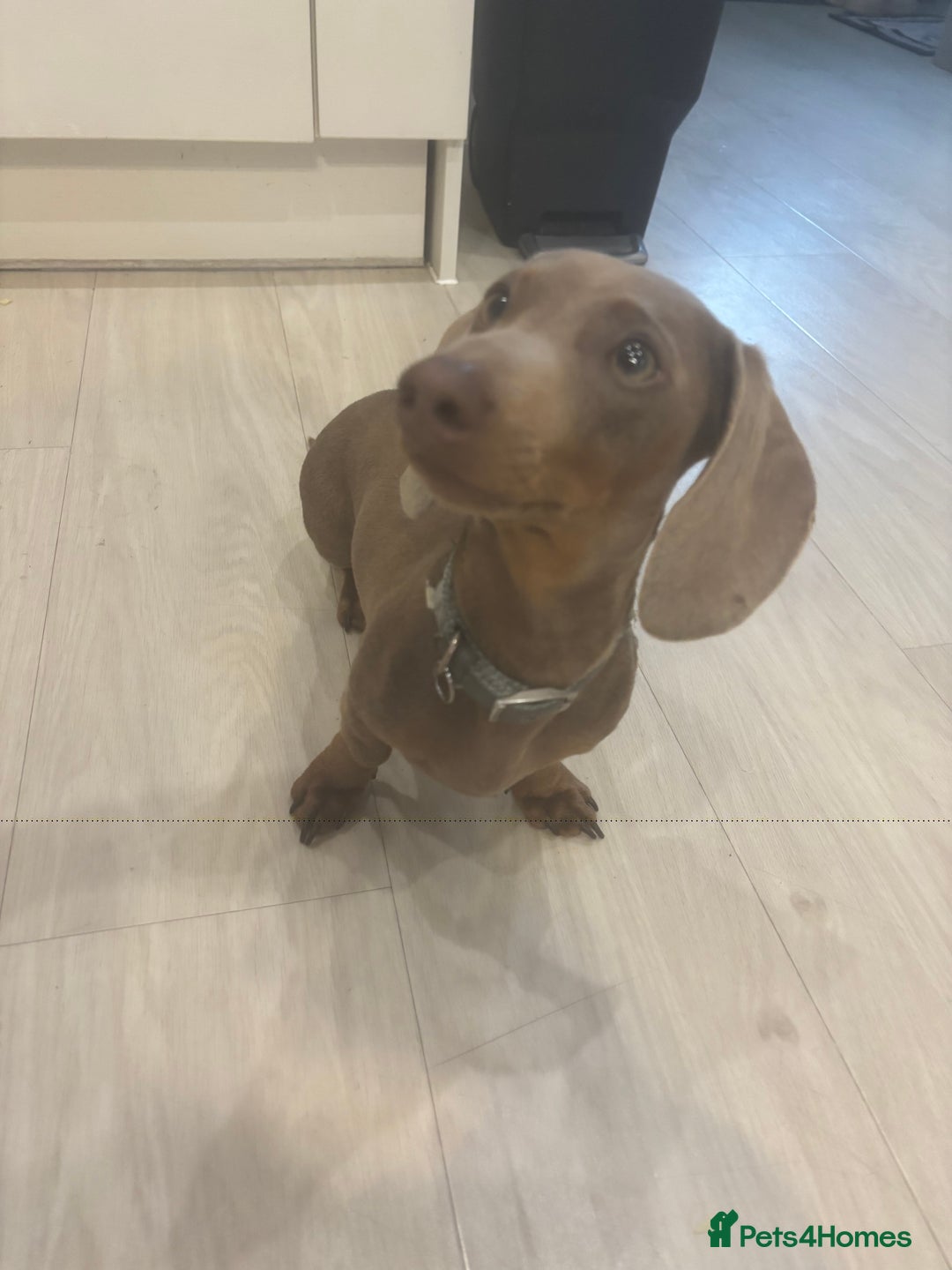 Miniature Dachshund dogs for sale: Loving 8 month boy Isabella KC Reg Mini Dachshund - Image 10