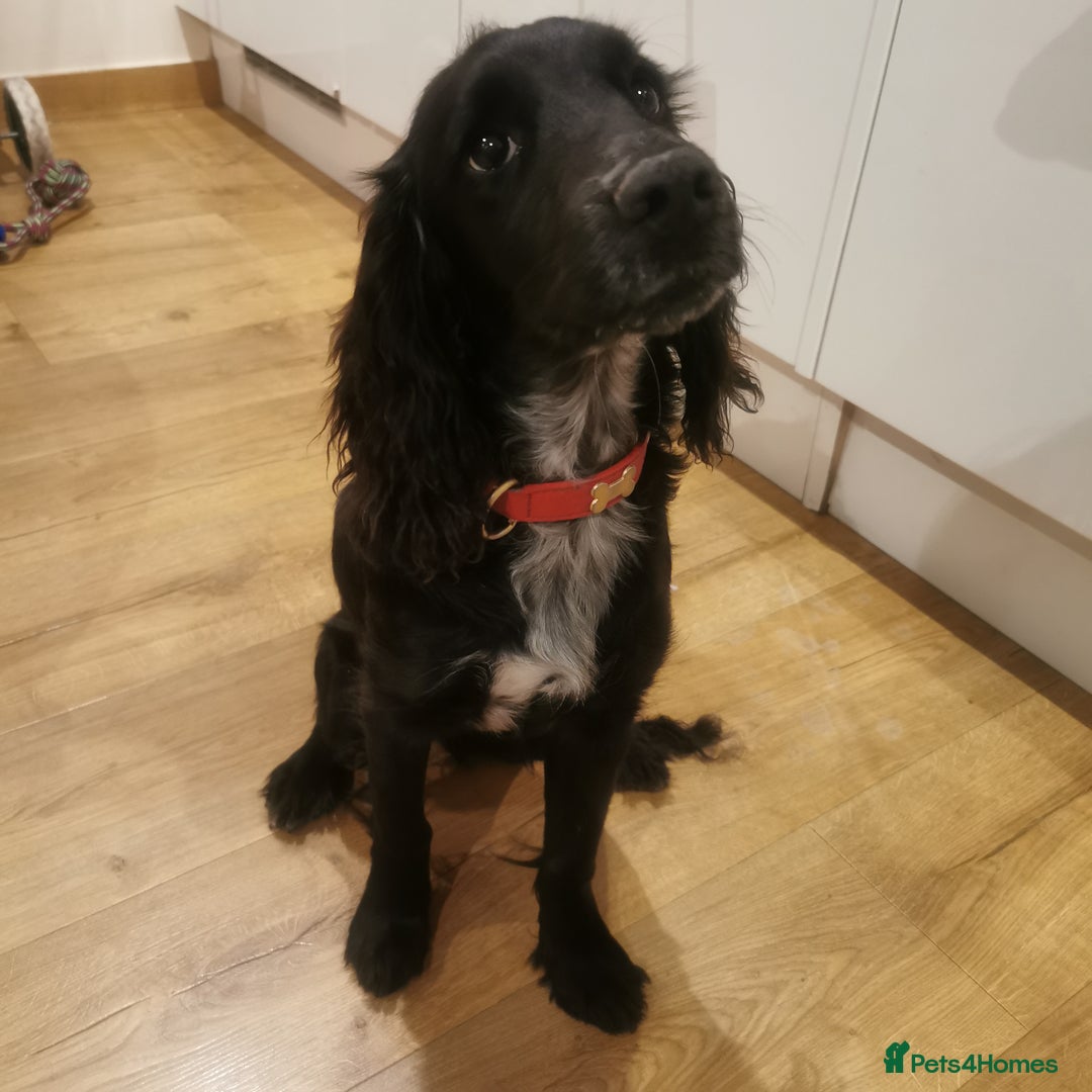 Cocker Spaniel dogs for sale: Cocker spaniel  - Image 1