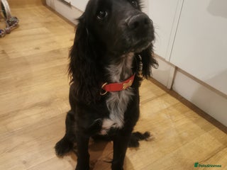 Cocker Spaniel dogs - Advert 3