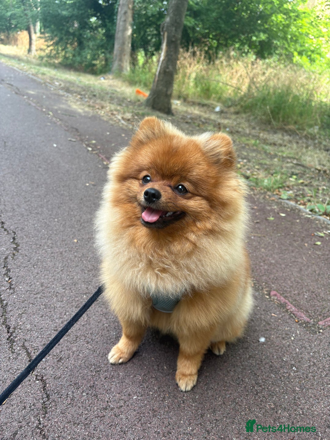 Pomeranian dogs for sale: 6 month old pomeranian  - Image 22