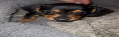 Miniature Dachshund Puppy 1