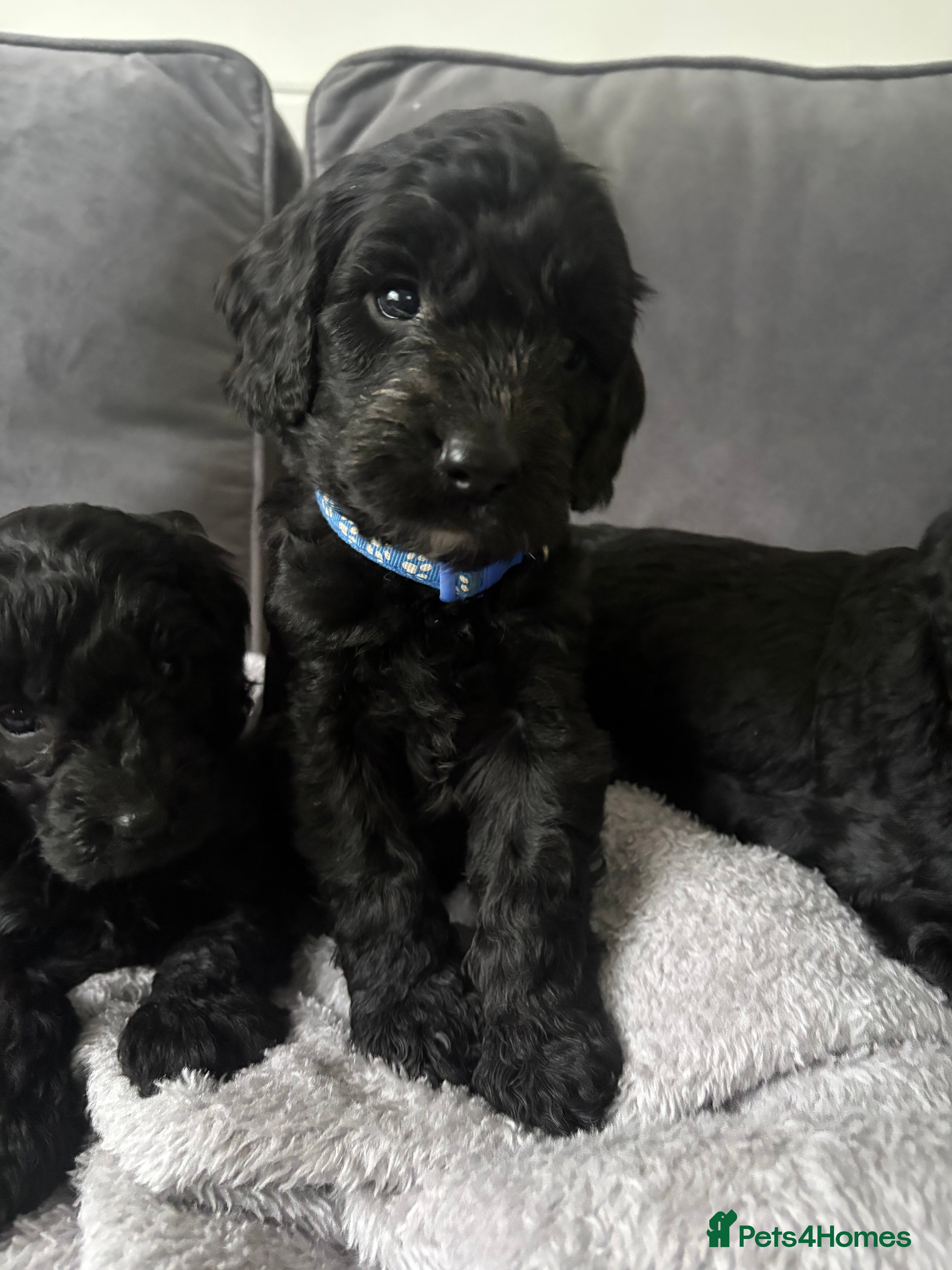 Cockapoo dogs Cockapoo - Advert 1