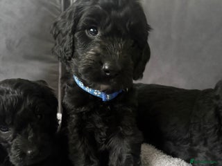 Cockapoo dogs Cockerpoo - Advert 3