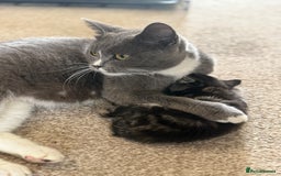 British Shorthair cats for sale: Beautiful British short hair  - Image 25