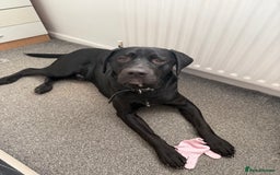 Labrador Retriever dogs for sale: Labrador/pointer  - Image 1