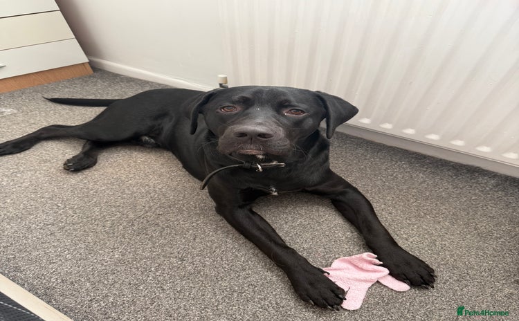 Labrador Retriever dogs - Advert 3