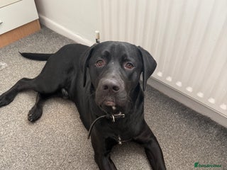 Labrador Retriever dogs for sale - Advert 1