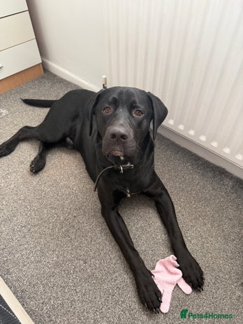 Labrador Retriever dogs - Advert 7