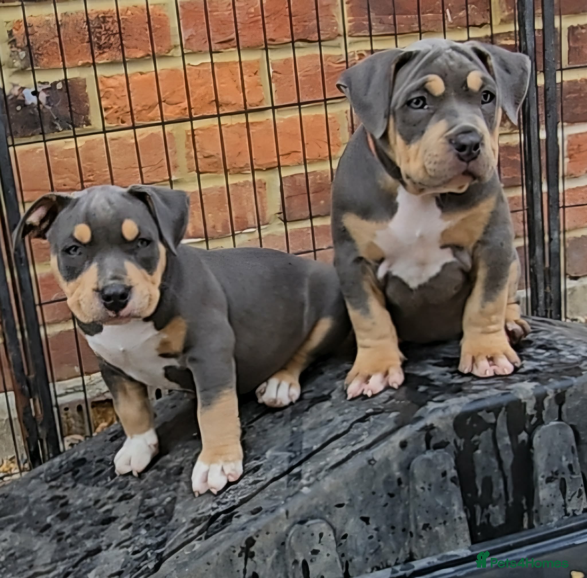 American Bully dogs Abkc pocket bullies GrCh. Gottylines Dax  - Advert 7