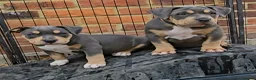 American Bully dogs for sale: 🏆🩸ABKC American pocket bully 🔥 - Advert 2