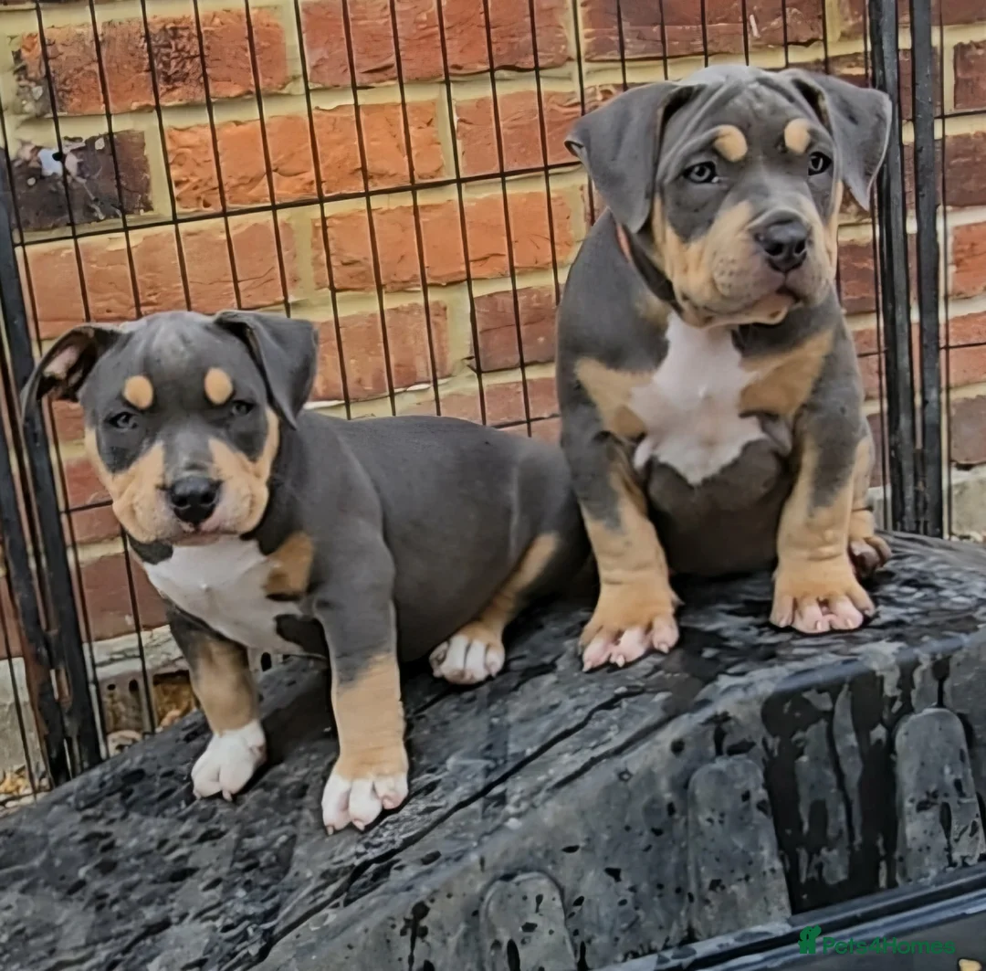 American Bully dogs for sale: 🏆🩸ABKC American pocket bully 🔥 - Advert 2