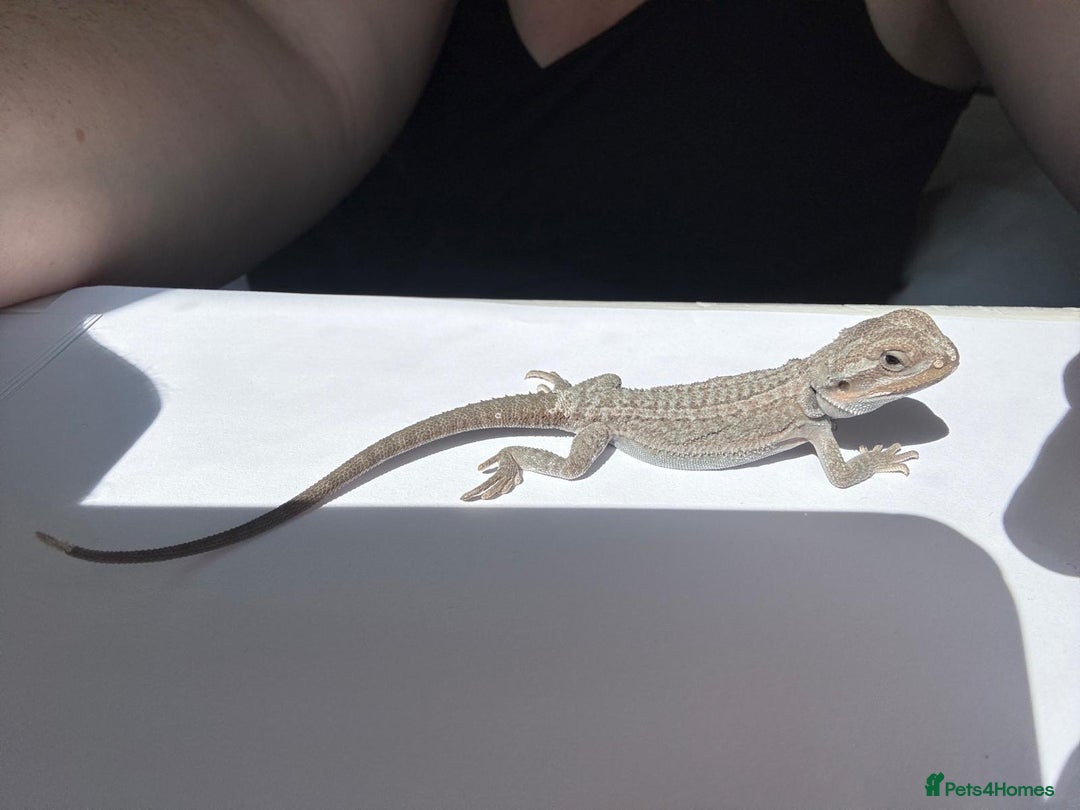 Bearded Dragon reptiles for sale: Baby beardies - Image 24