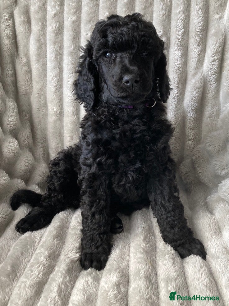 Standard Poodle dogs Standard Poodle Puppies - Advert 12